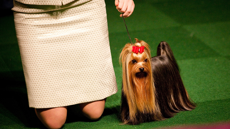 Illustration for article titled Elegant Updos and Classy Coats at the Westminster Dog Show